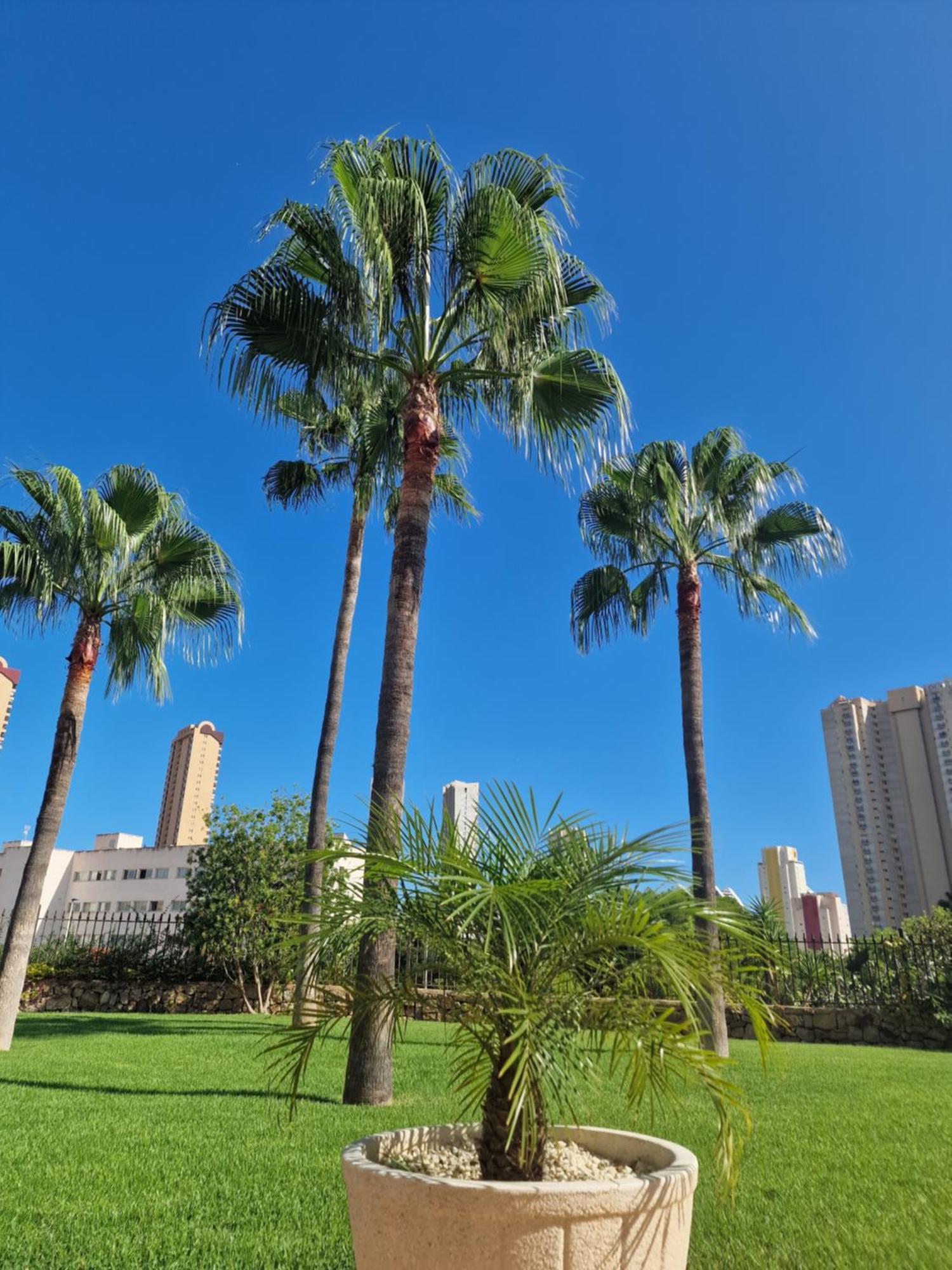 Apartment Jardin Benidorm